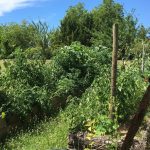 The adventure of permaculture